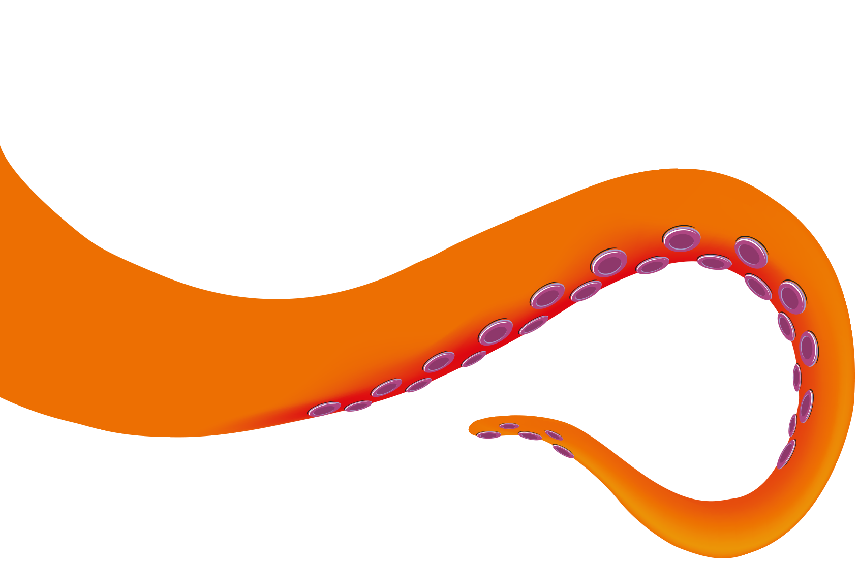 Octopus tentacle